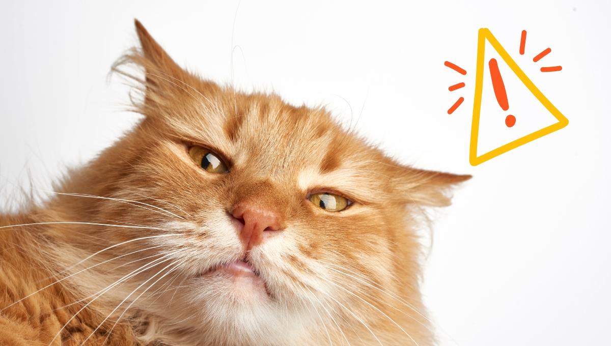 Detecta esta cambio físico en tu gato para poder salvarle la vida a tiempo